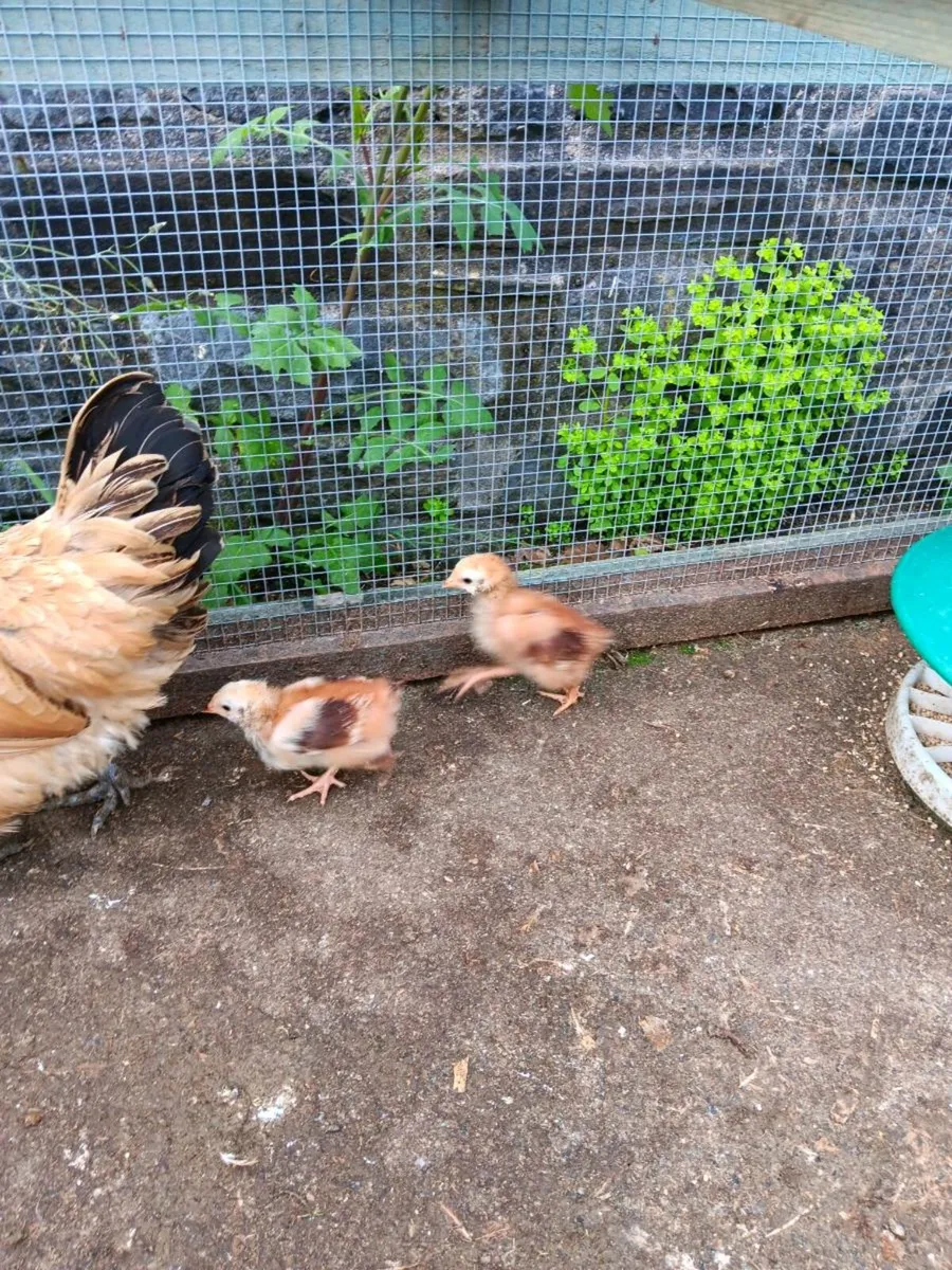 Goldtop hens with chicks. - Image 3