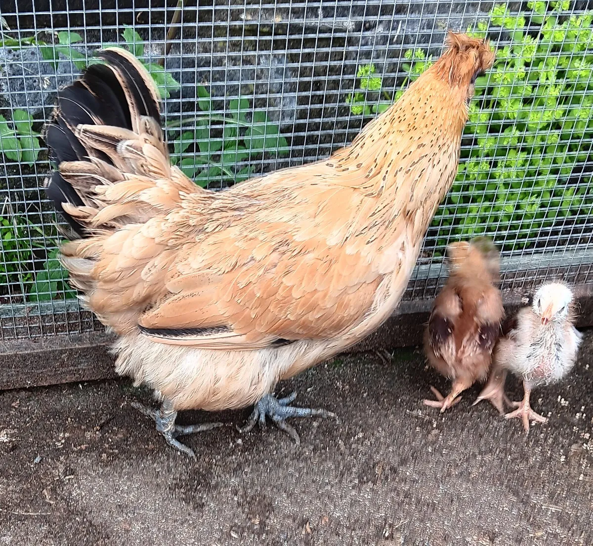 Goldtop hens with chicks. - Image 4
