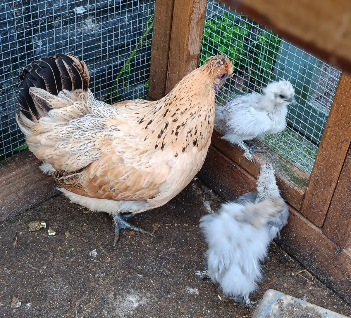 Goldtop hens with chicks. - Image 1
