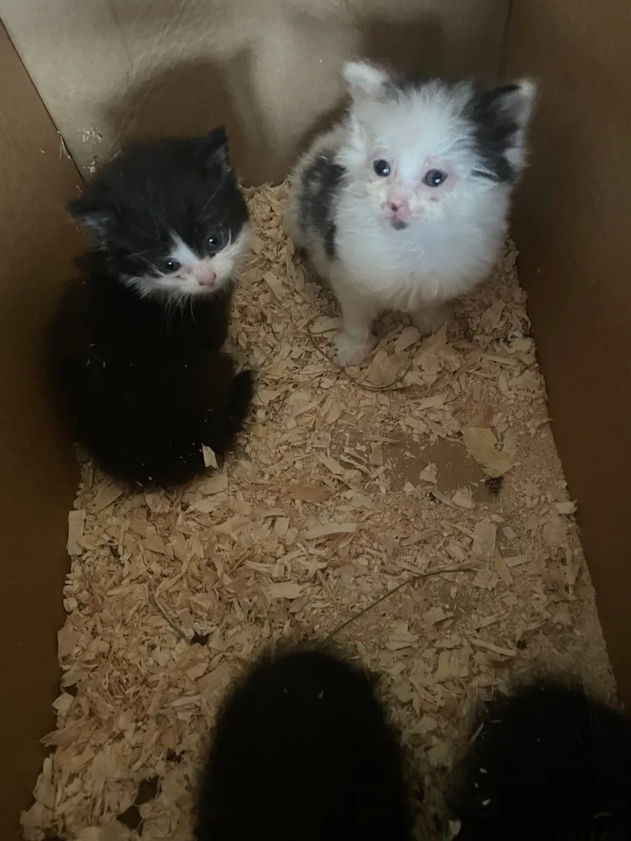 Kittens - Image 2