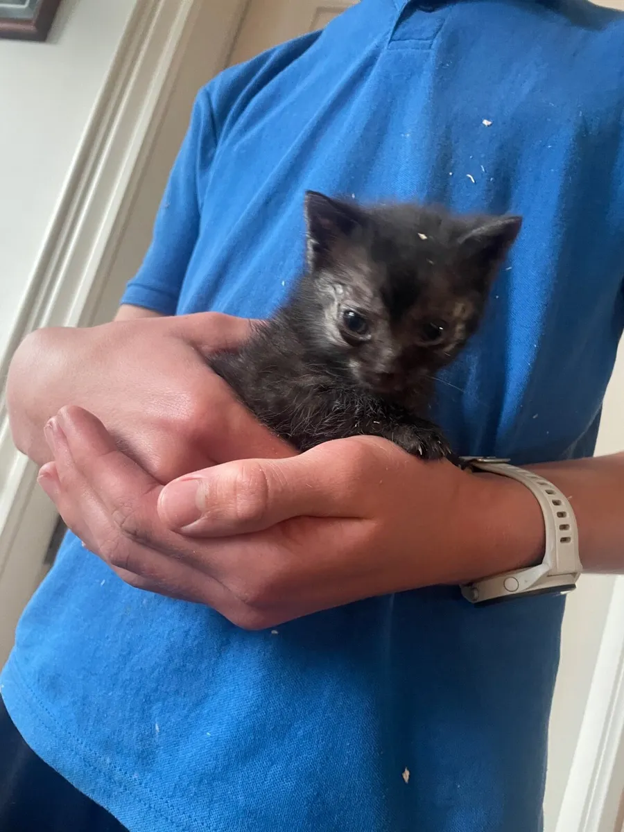 Kittens - Image 3