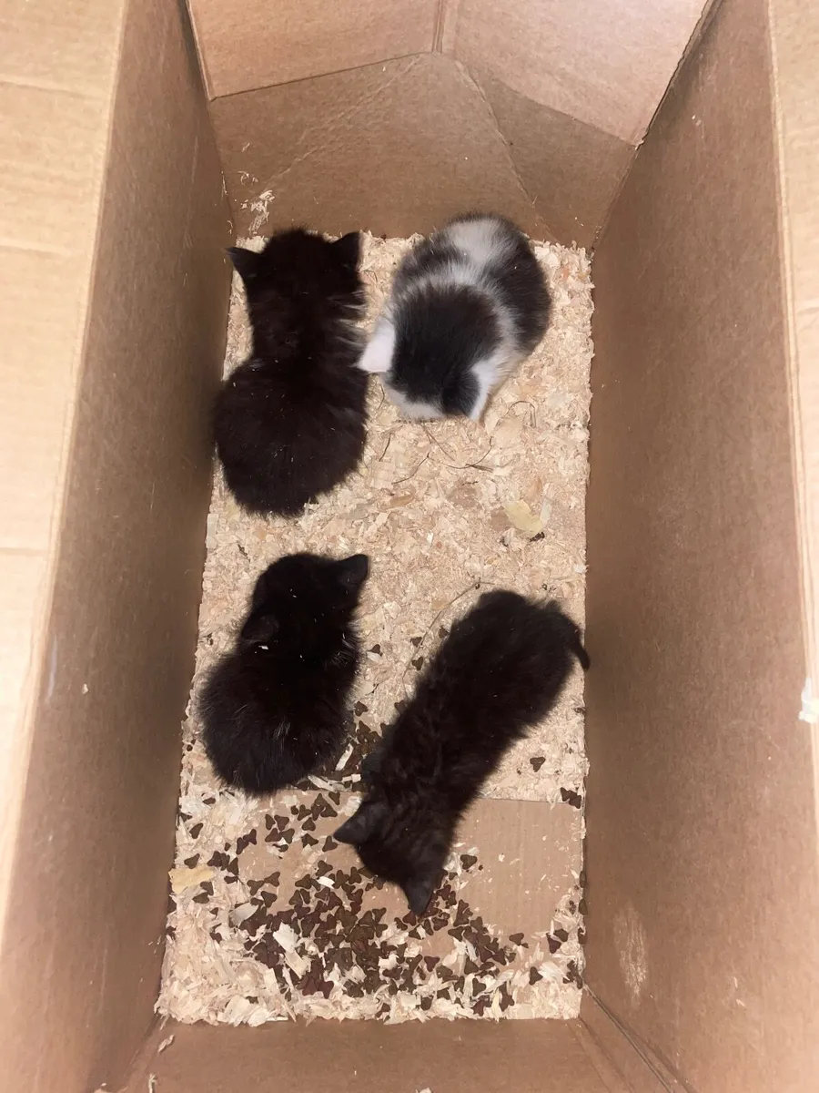 Kittens - Image 1