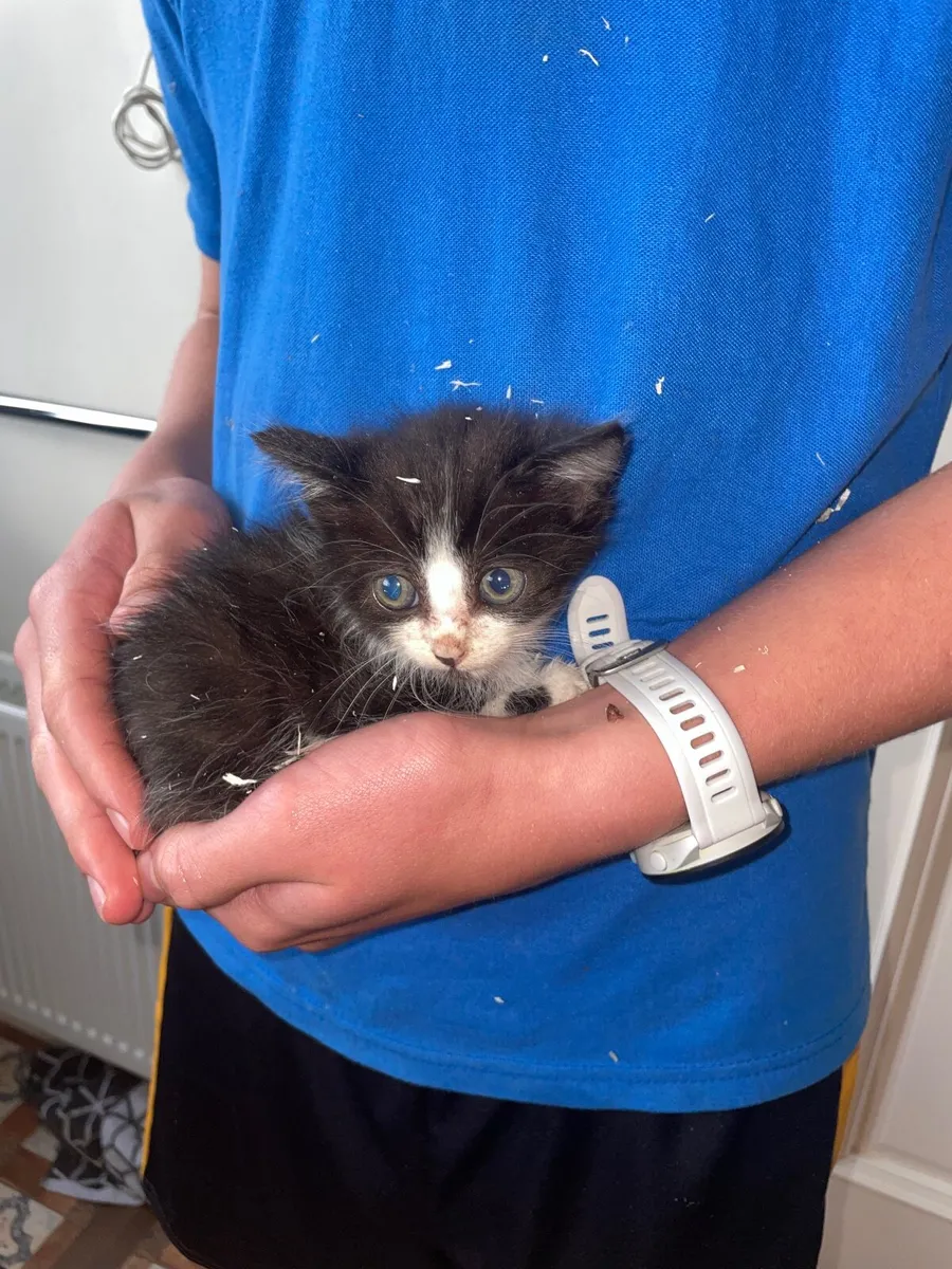 Kittens - Image 4