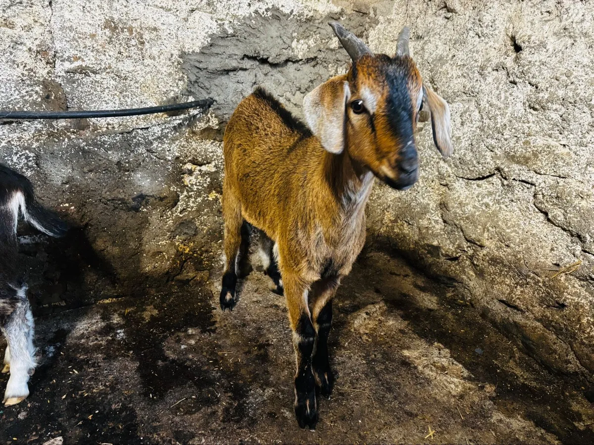 Kid goats x 2 (one female, one male) - Image 1