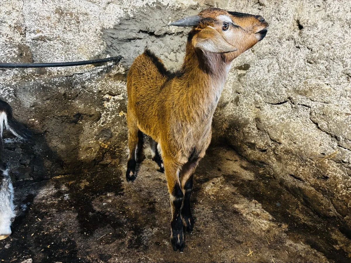 Kid goats x 2 (one female, one male) - Image 2