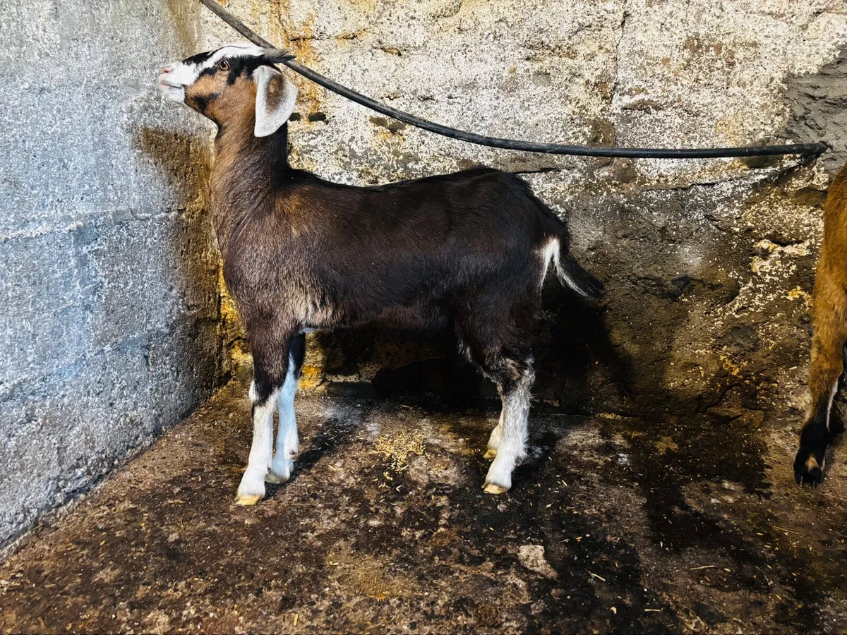 Kid goats x 2 (one female, one male) - Image 3