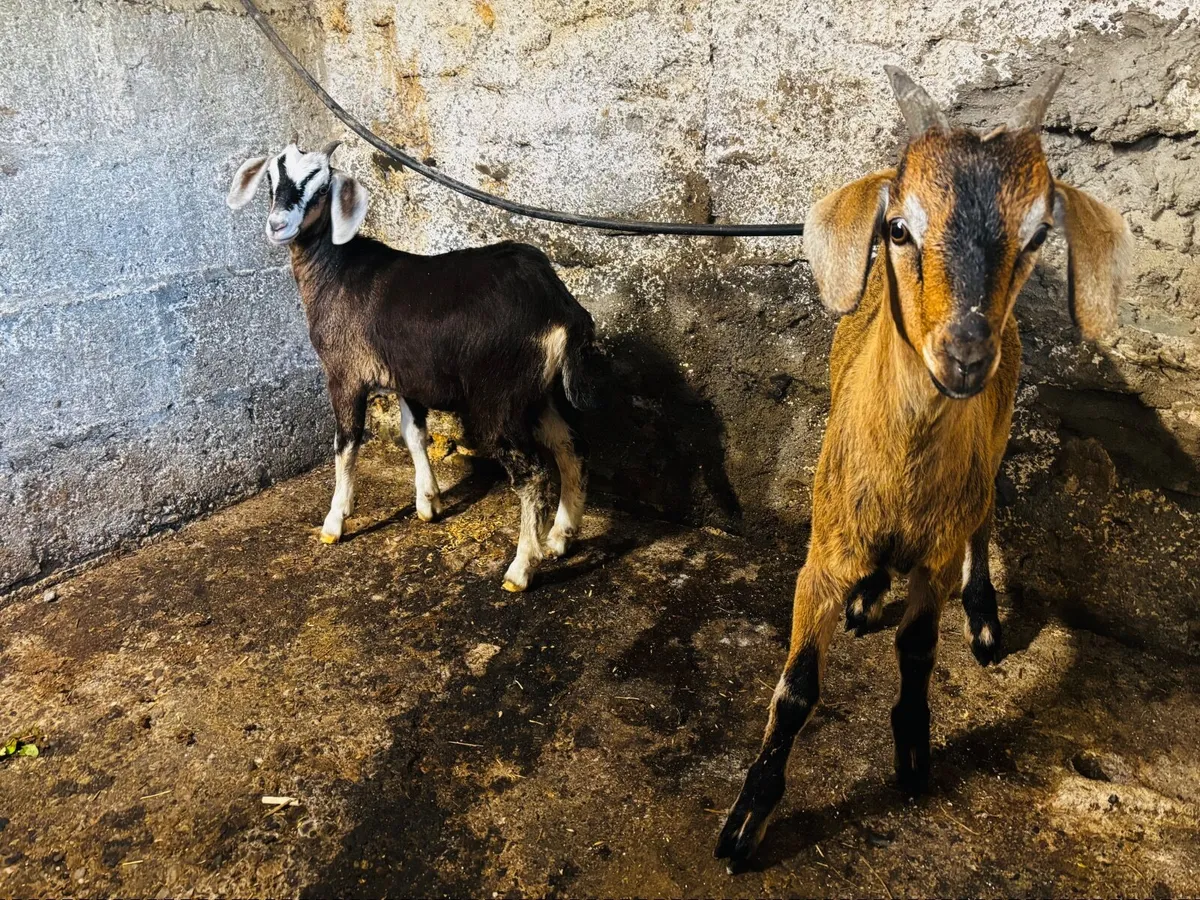 Kid goats x 2 (one female, one male) - Image 4