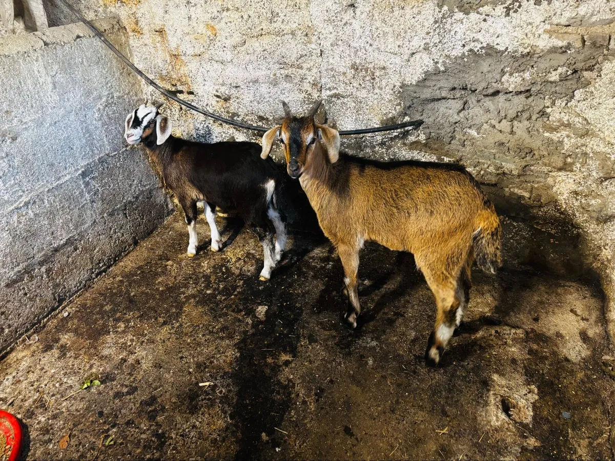 Kid goats x 2 (one female, one male) - Image 2