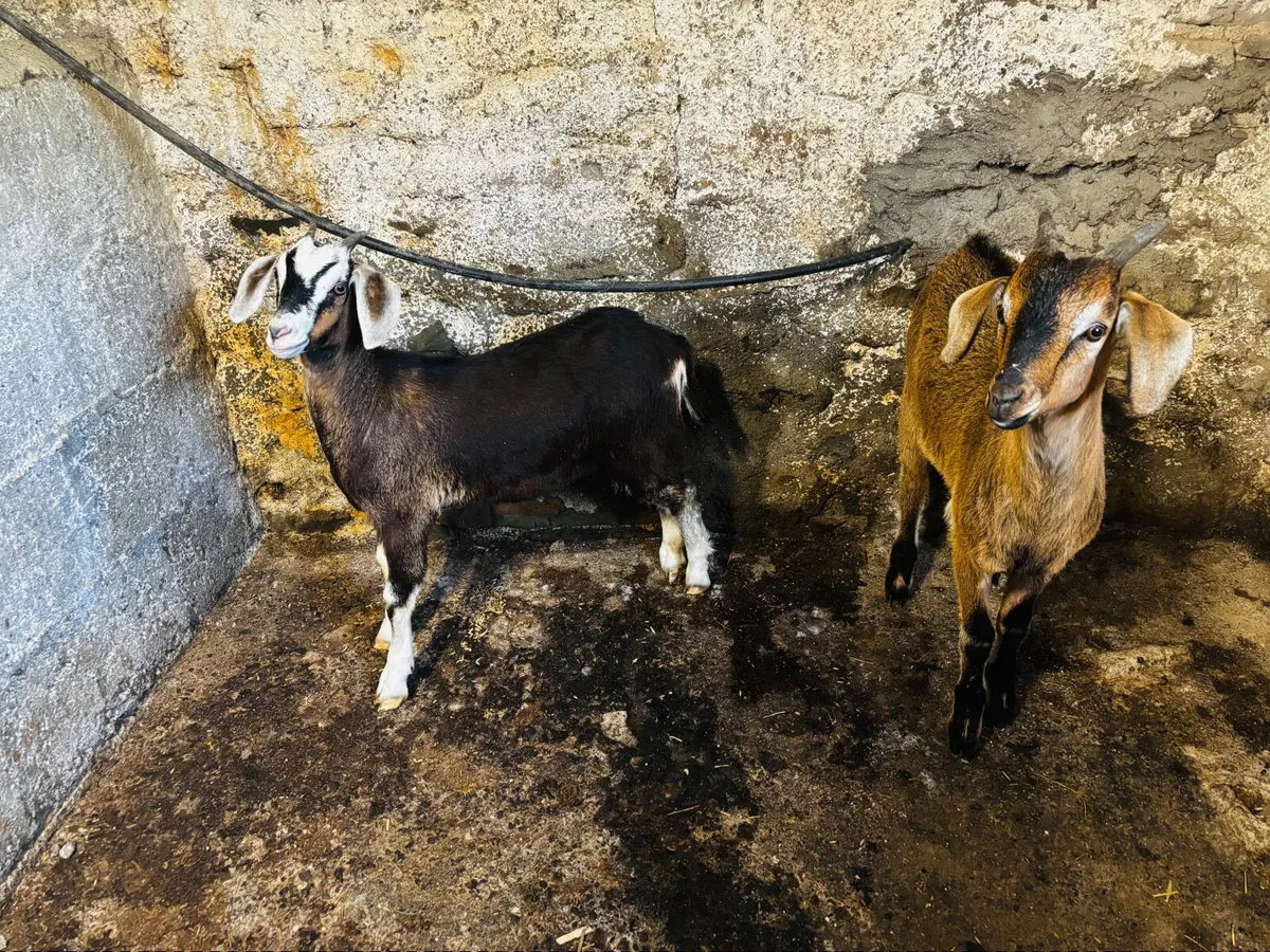 Kid goats x 2 (one female, one male) - Image 3
