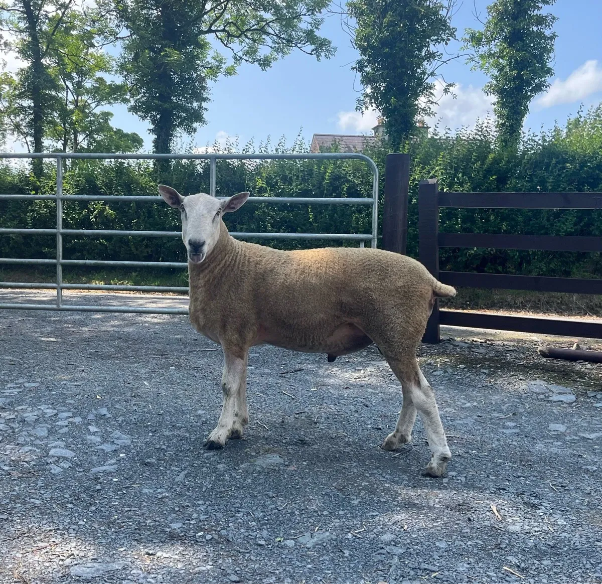 Ram - Image 1