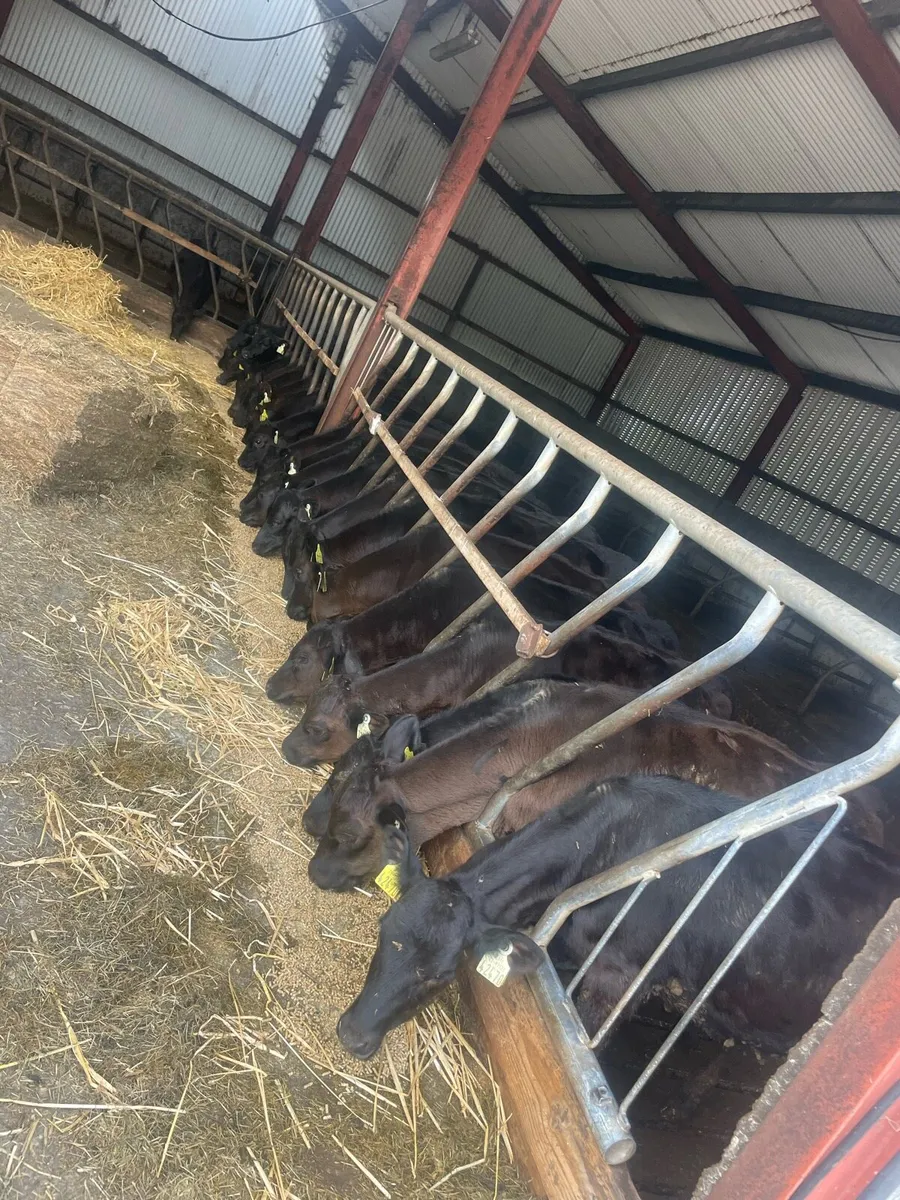 Reared Angus calves - Image 1