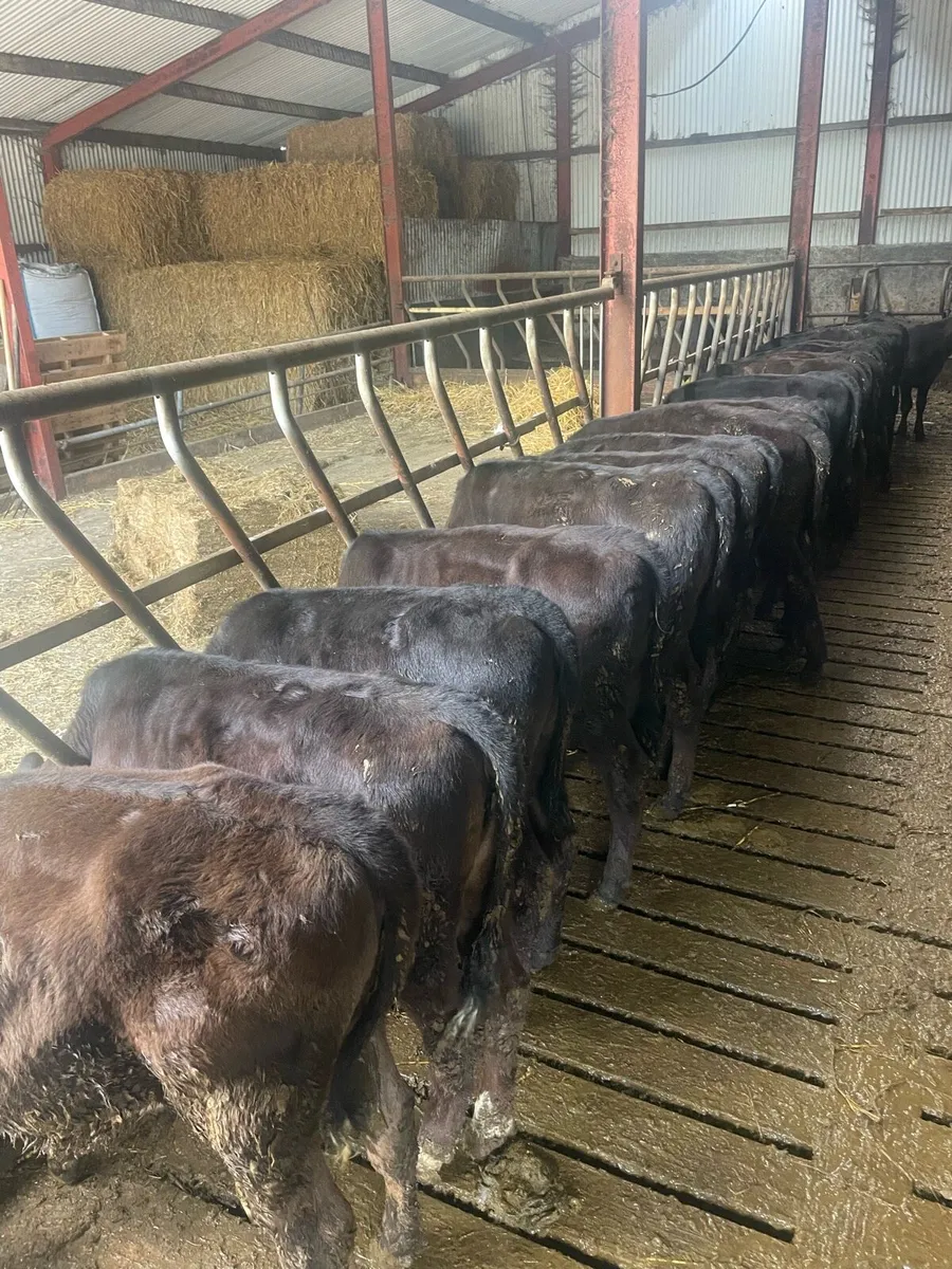 Reared Angus calves - Image 2