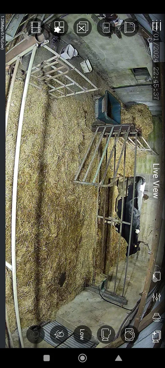 Calving cameras - Image 4
