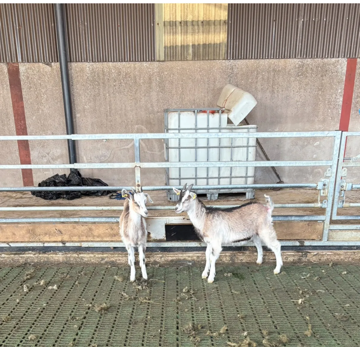 Goats - Image 1