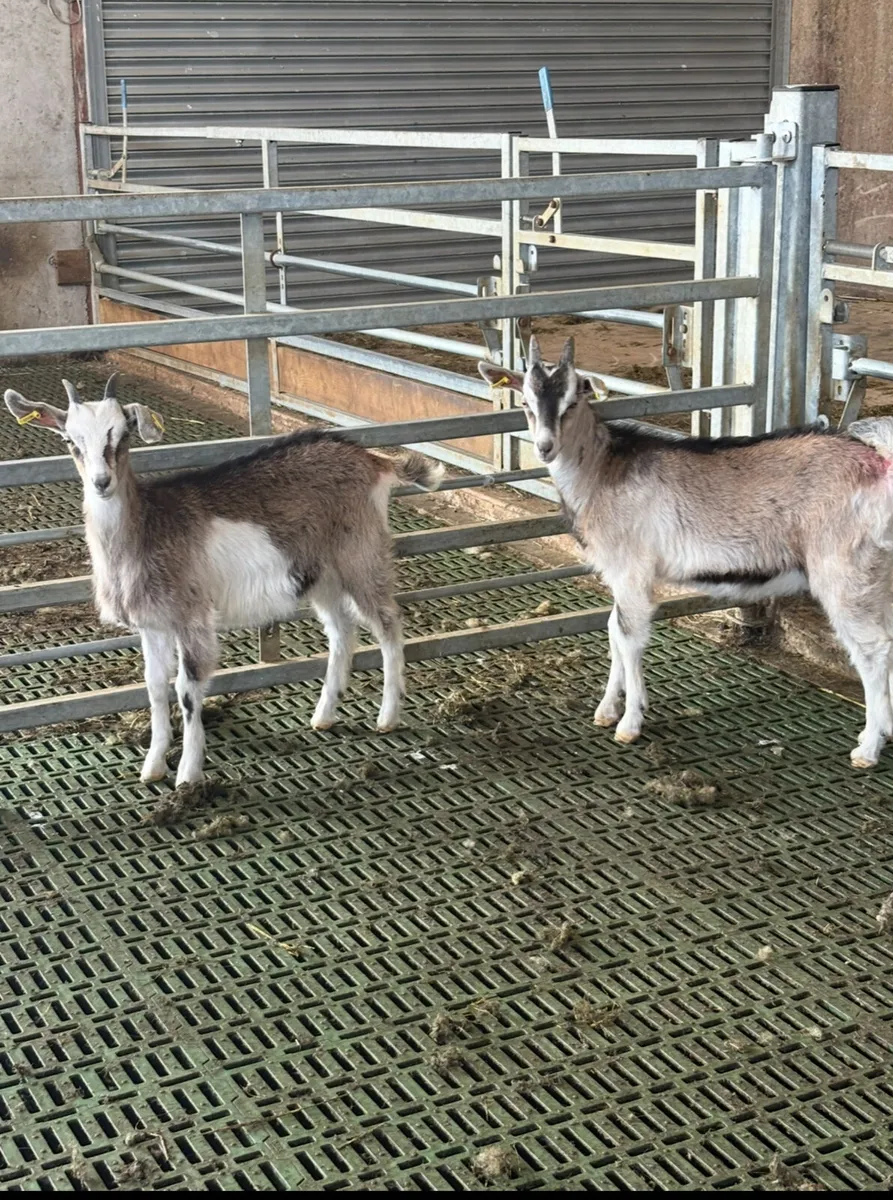 Goats - Image 2