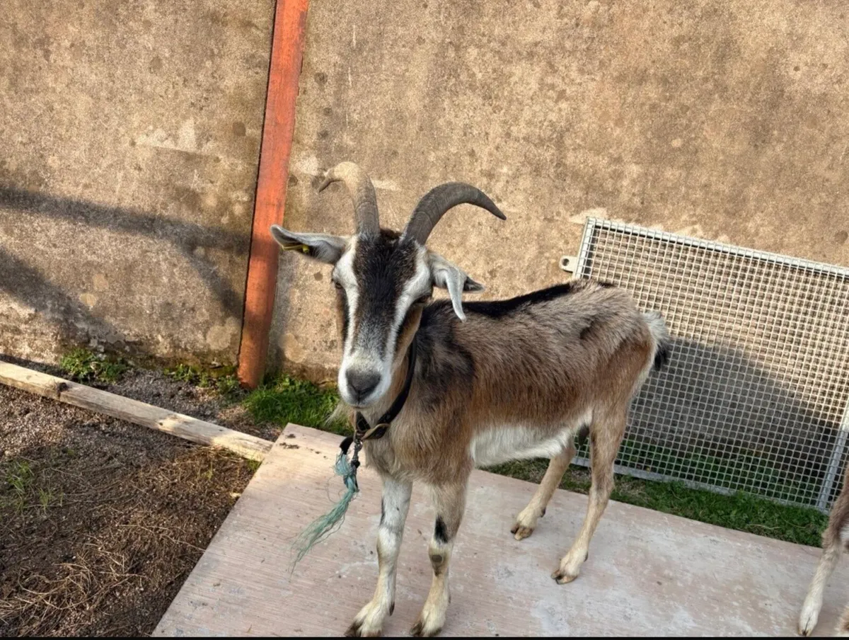 Goats - Image 3