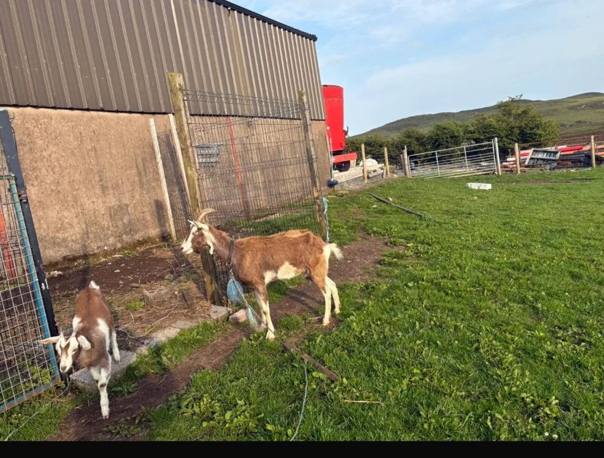 Goats - Image 4