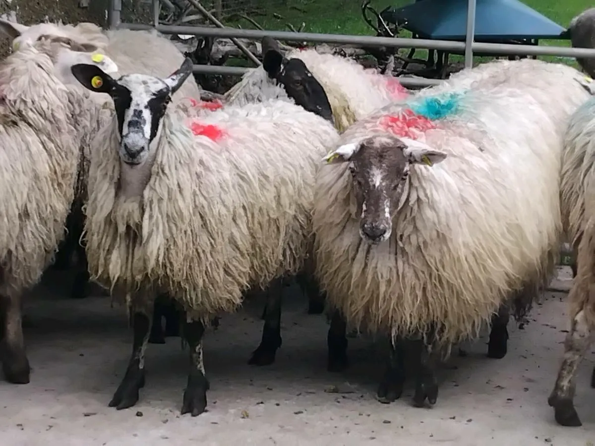 10 Mule Ewe Hoggets - Image 1