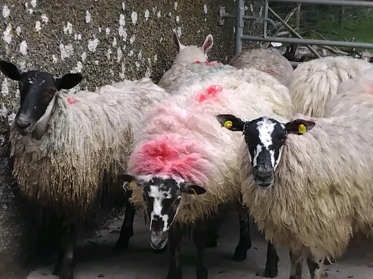 10 Mule Ewe Hoggets - Image 2