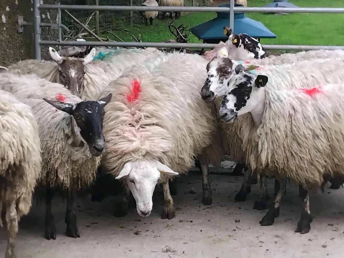 10 Mule Ewe Hoggets - Image 3