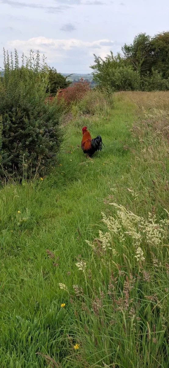rooster - Image 1
