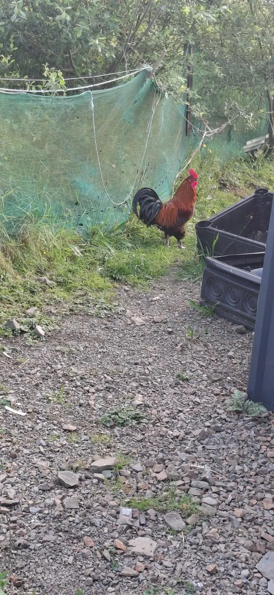 rooster - Image 2