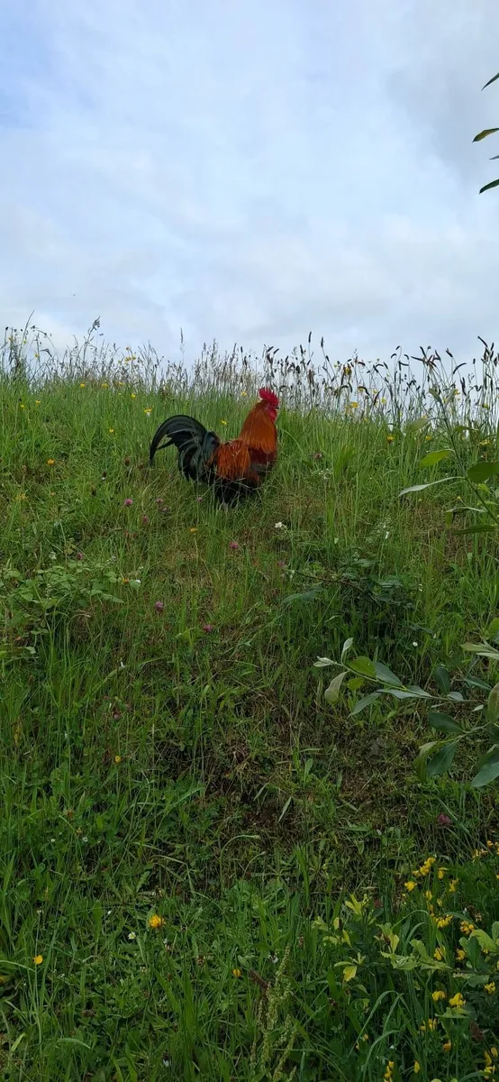 rooster - Image 3