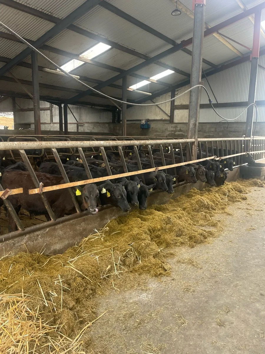 Reared Angus calves - Image 3