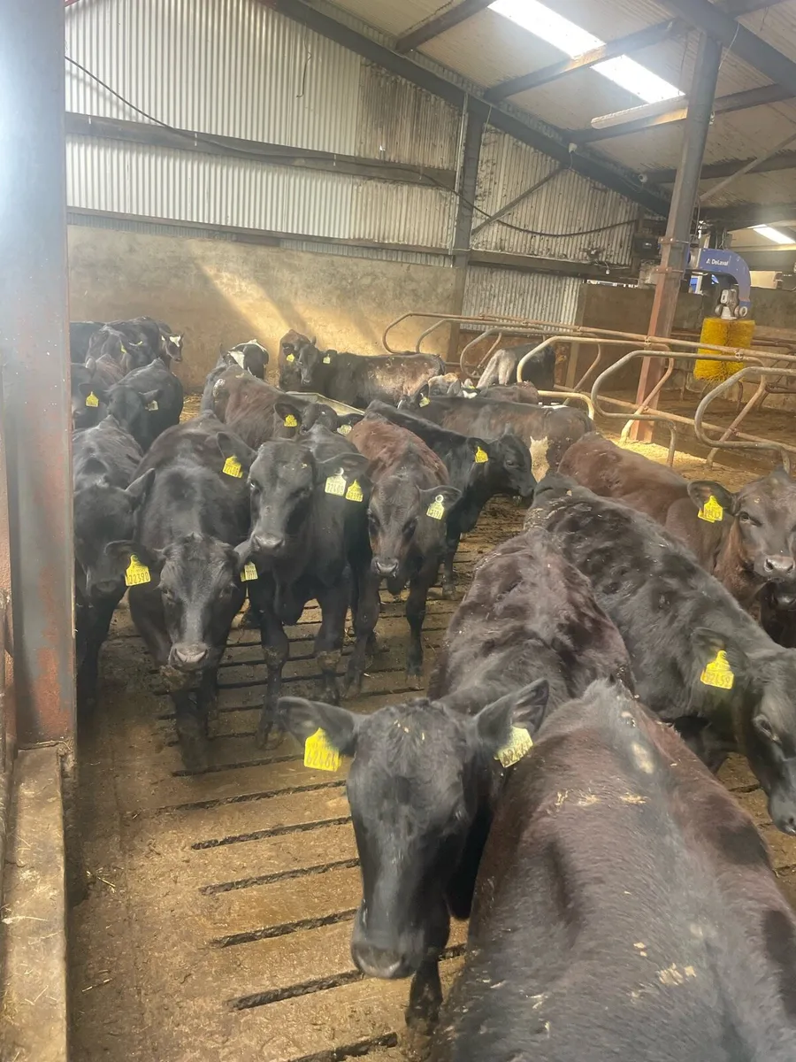 Reared Angus calves - Image 4
