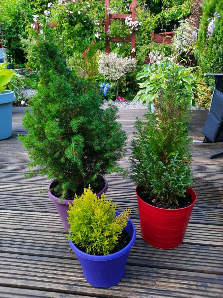 Three Ever Green Shrubs