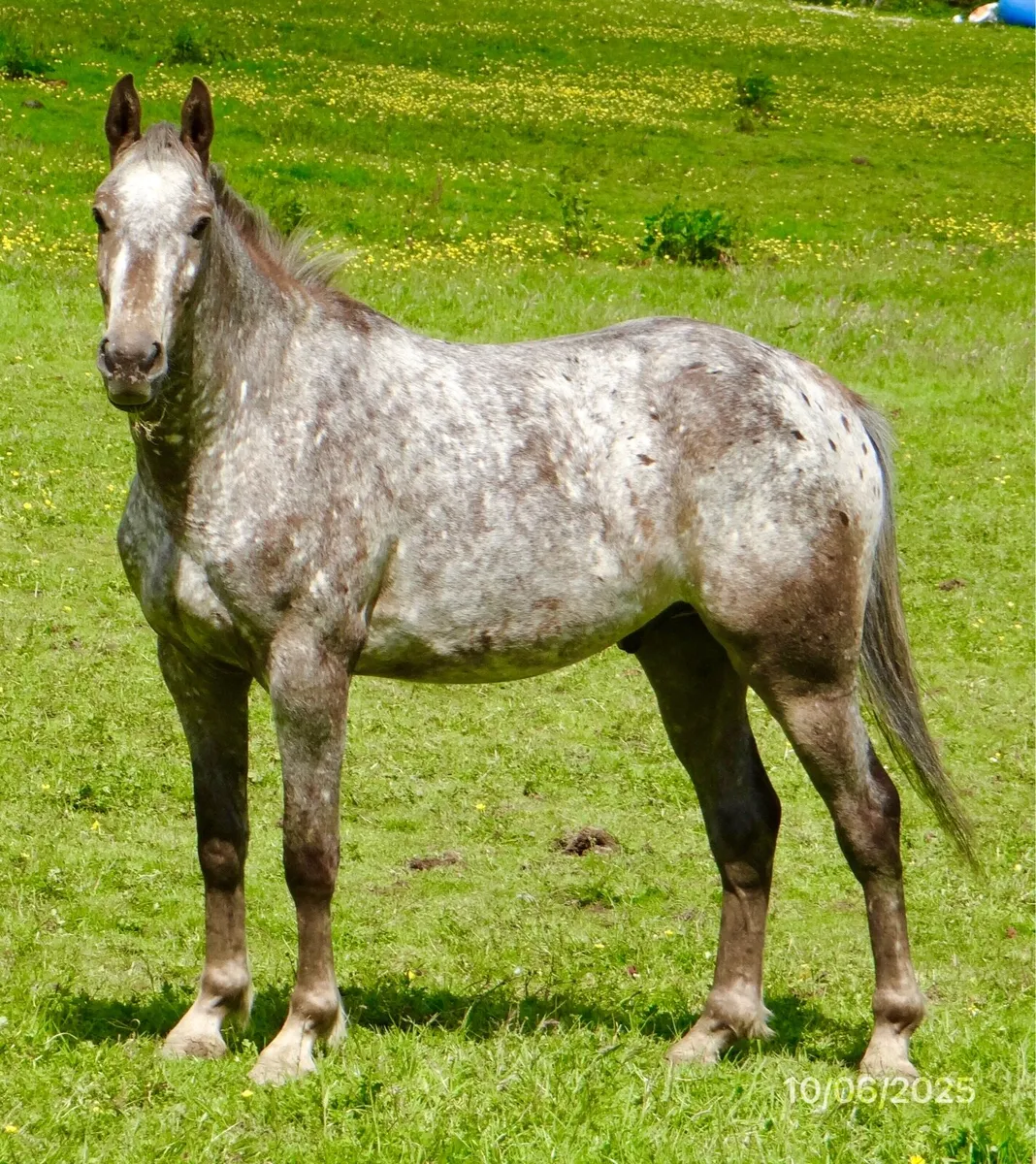 3YO Gelding by "Atomic Cruis" - Image 1