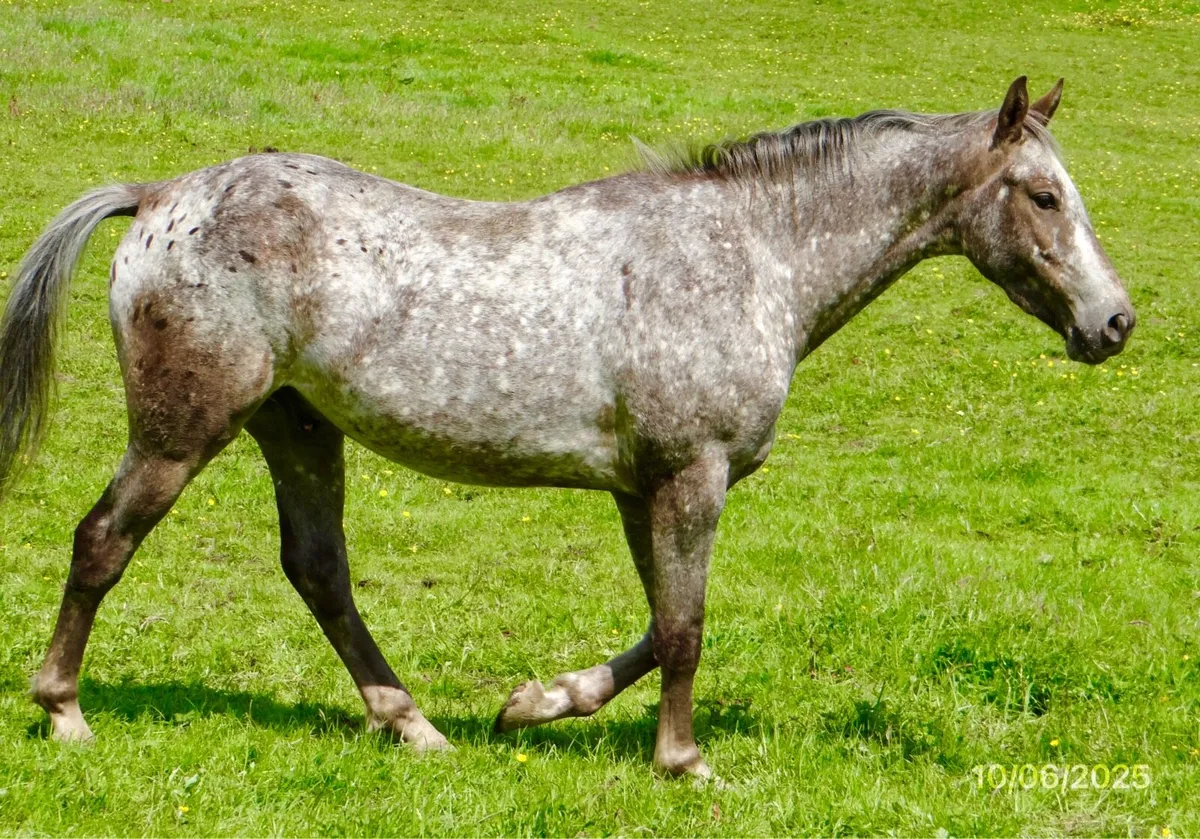 3YO Gelding by "Atomic Cruis" - Image 2