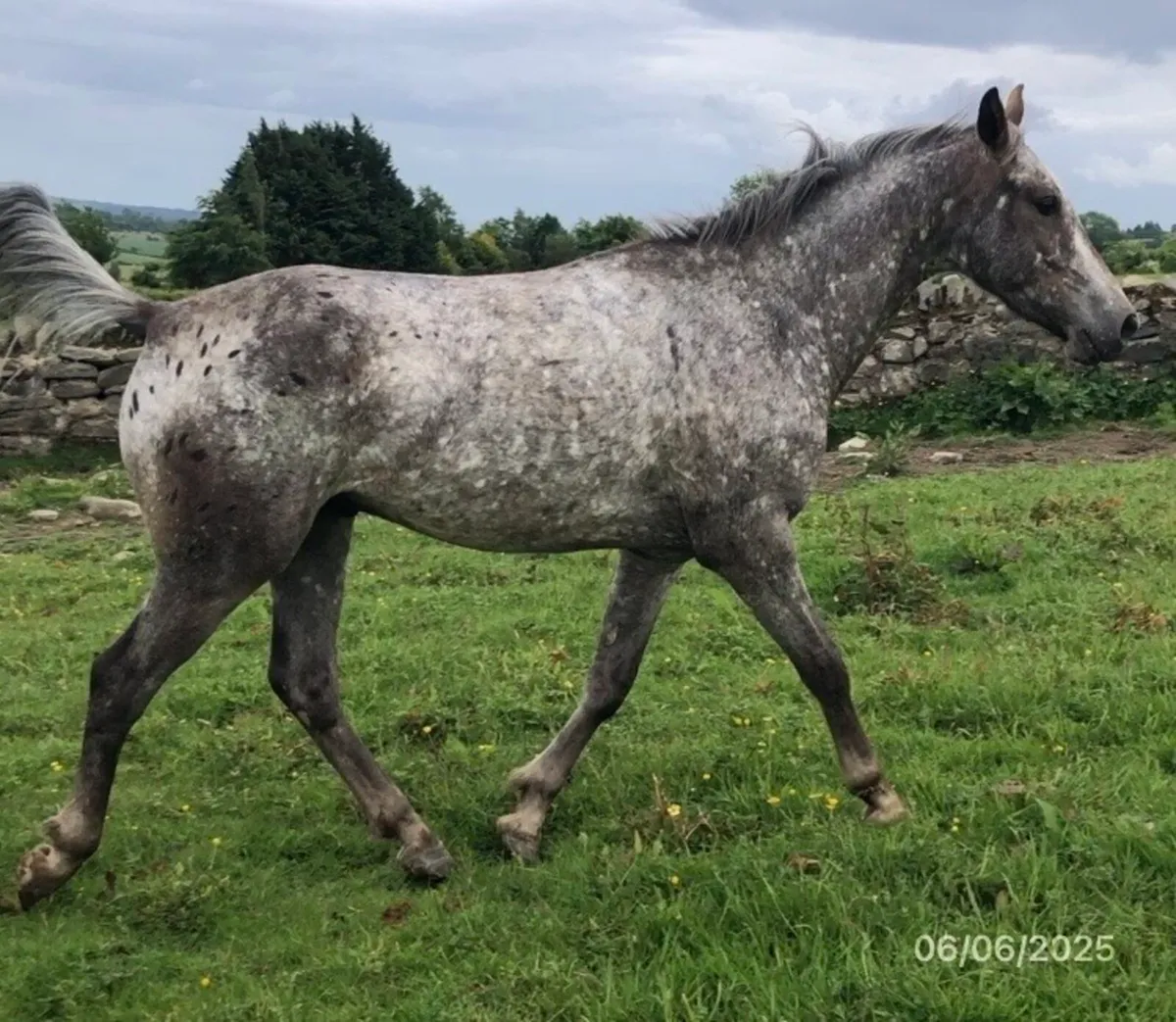 3YO Gelding by "Atomic Cruis" - Image 3
