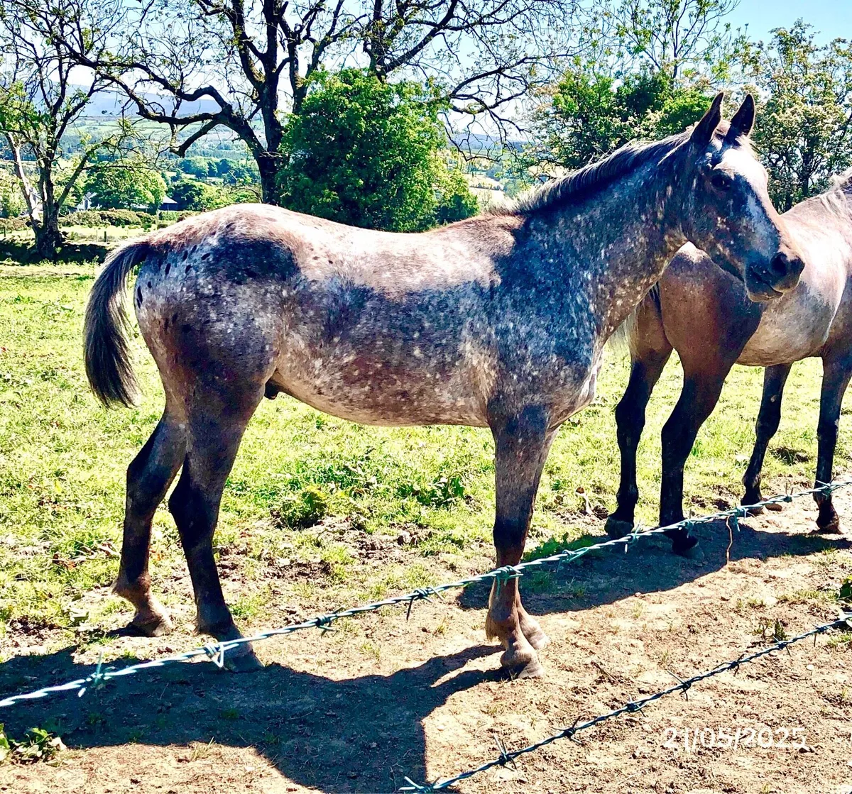 3YO Gelding by "Atomic Cruis" - Image 4