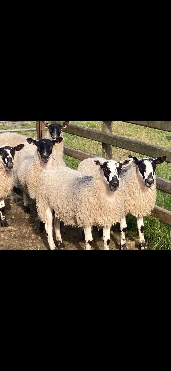 Mule Ewe Lambs - Image 1