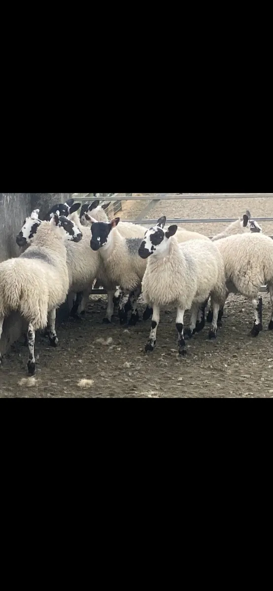Mule Ewe Lambs - Image 2
