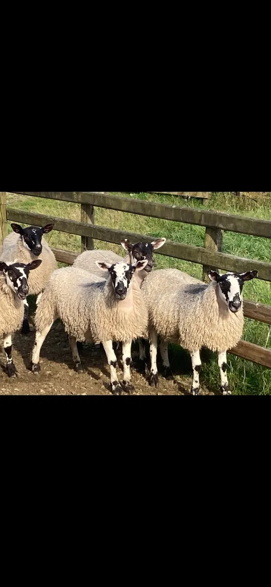 Mule Ewe Lambs - Image 4
