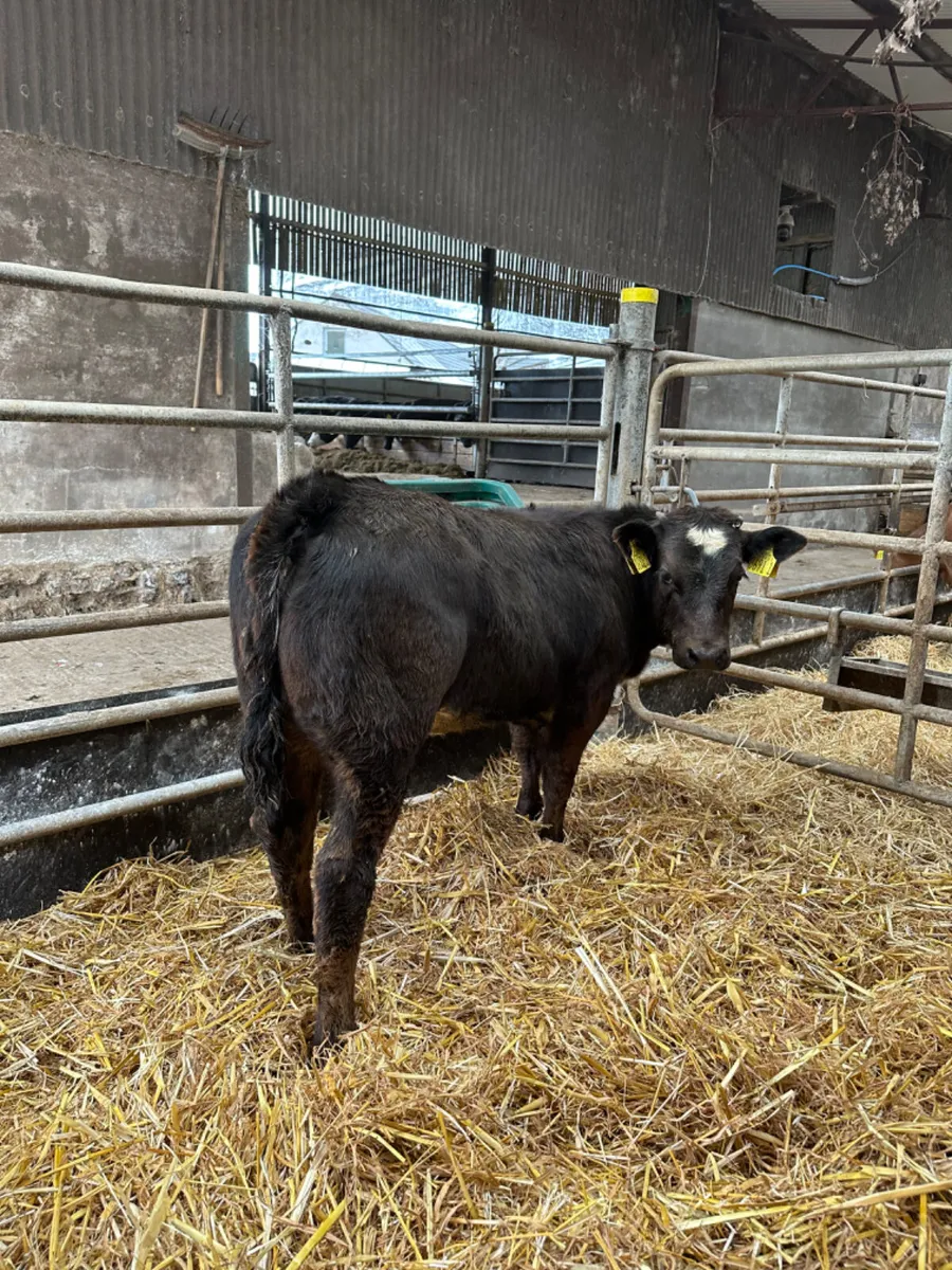 Blue grey heifer - Image 3