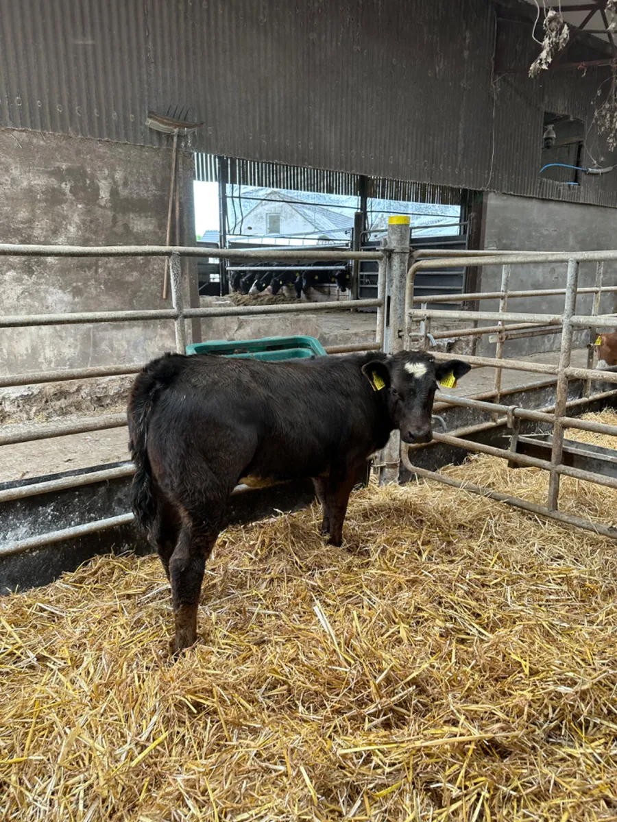 Blue grey heifer - Image 2