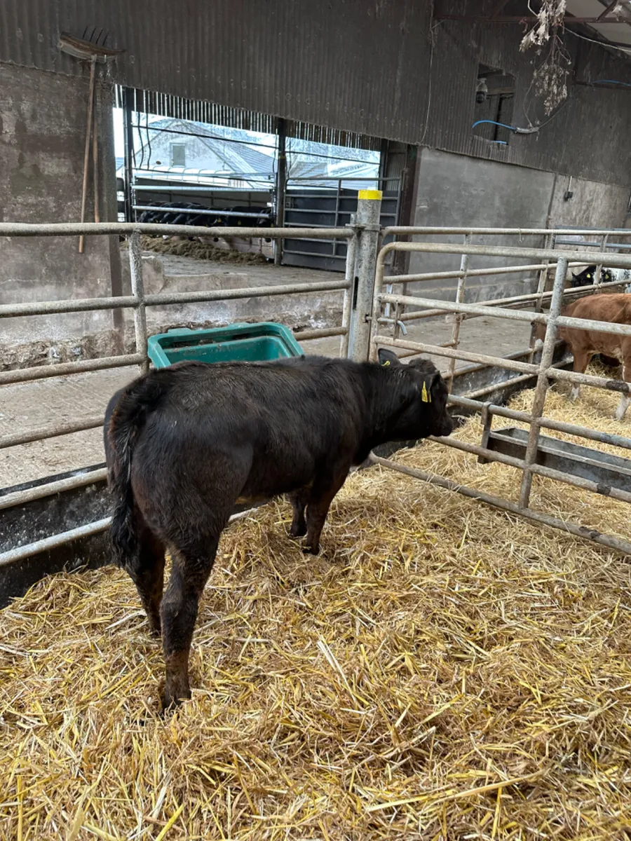 Blue grey heifer - Image 1