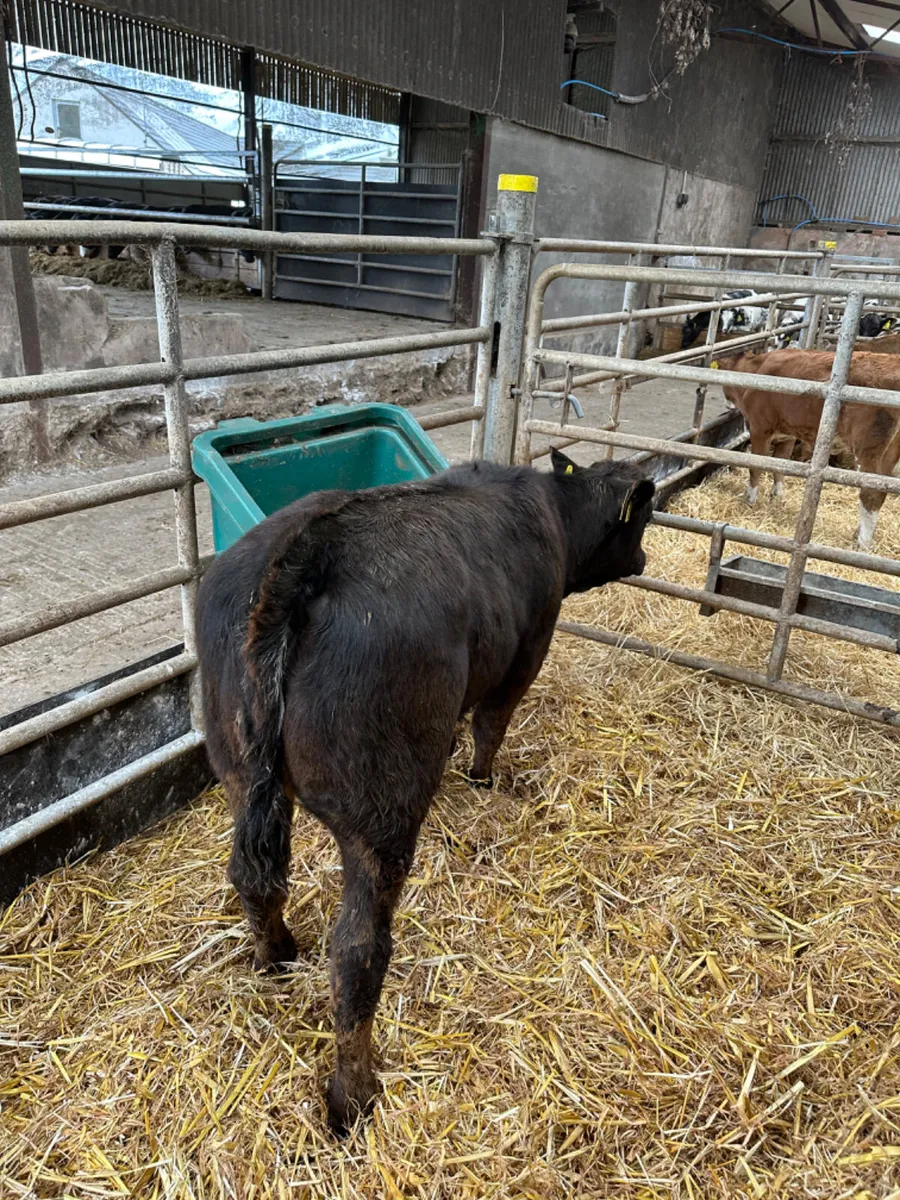 Blue grey heifer - Image 4