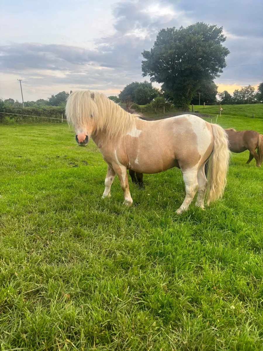 🔥Stallion pony for sale - Image 1