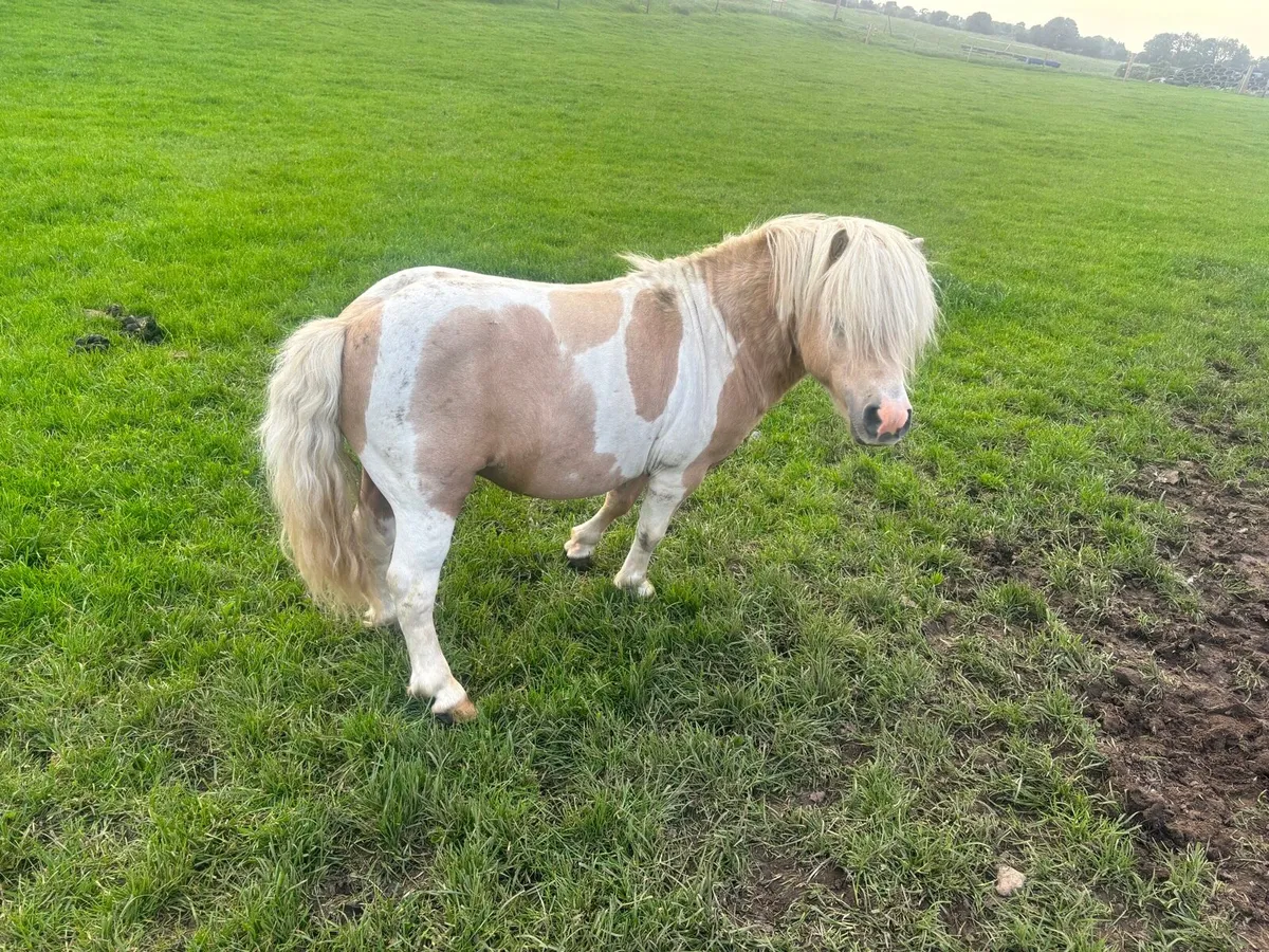 🔥Stallion pony for sale - Image 3