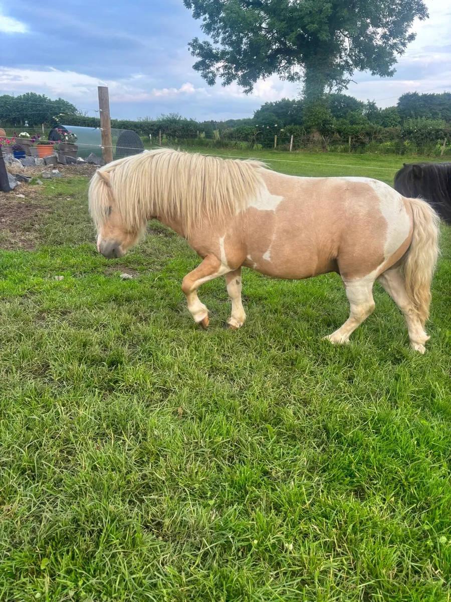 🔥Stallion pony for sale - Image 4
