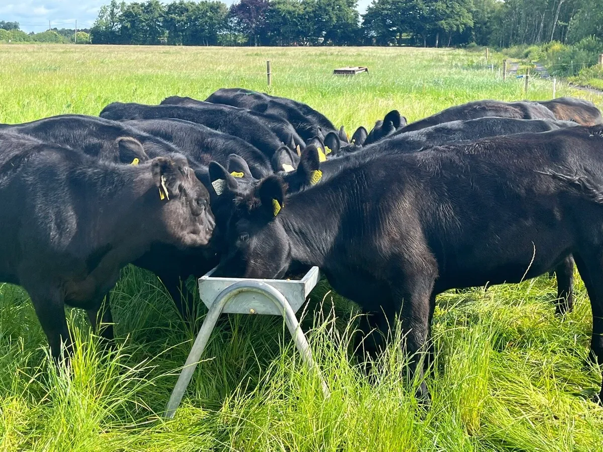 Yearling Heifers for sale - Image 1