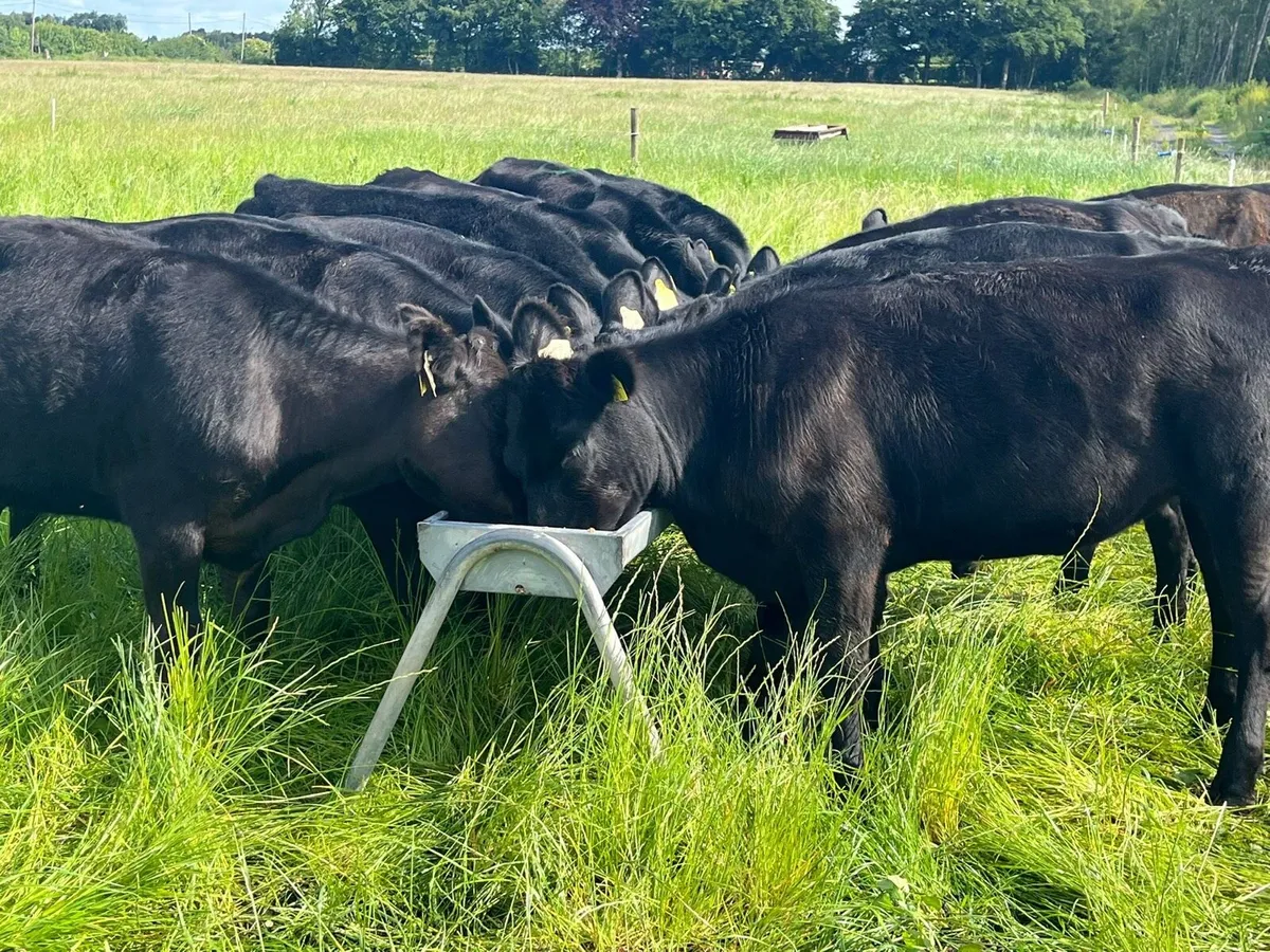 Yearling Heifers for sale - Image 2