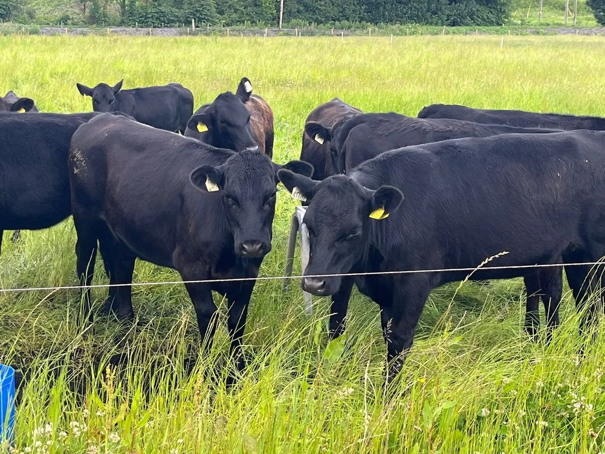 Yearling Heifers for sale - Image 3