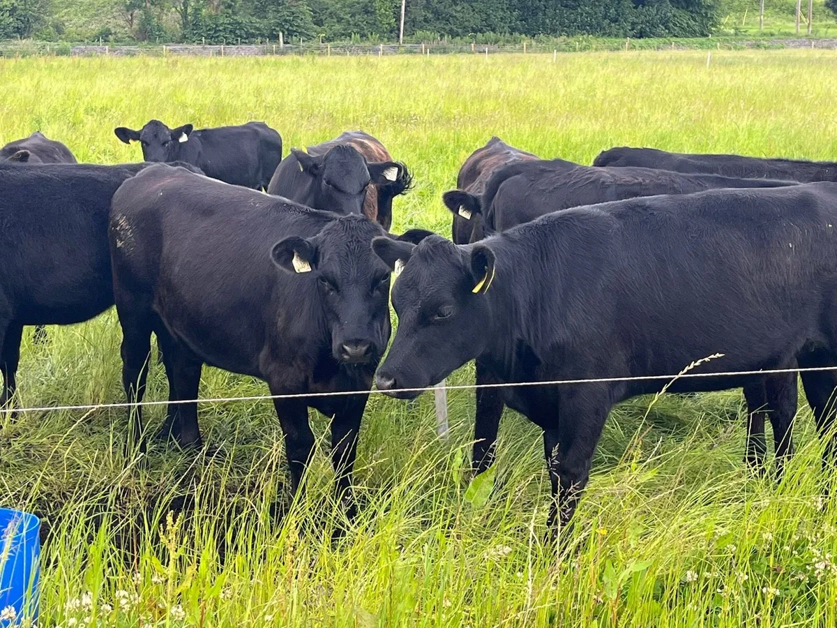 Yearling Heifers for sale - Image 4