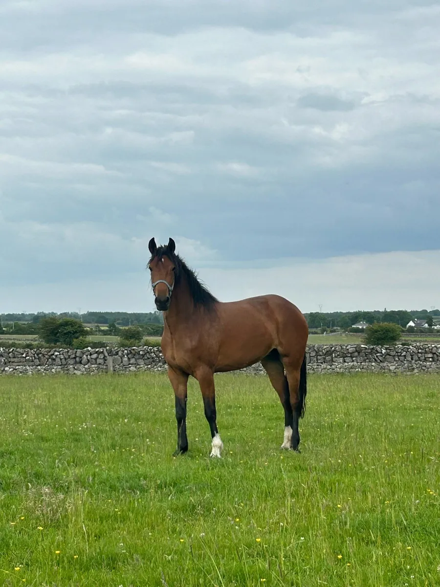 Rid mare - Image 1