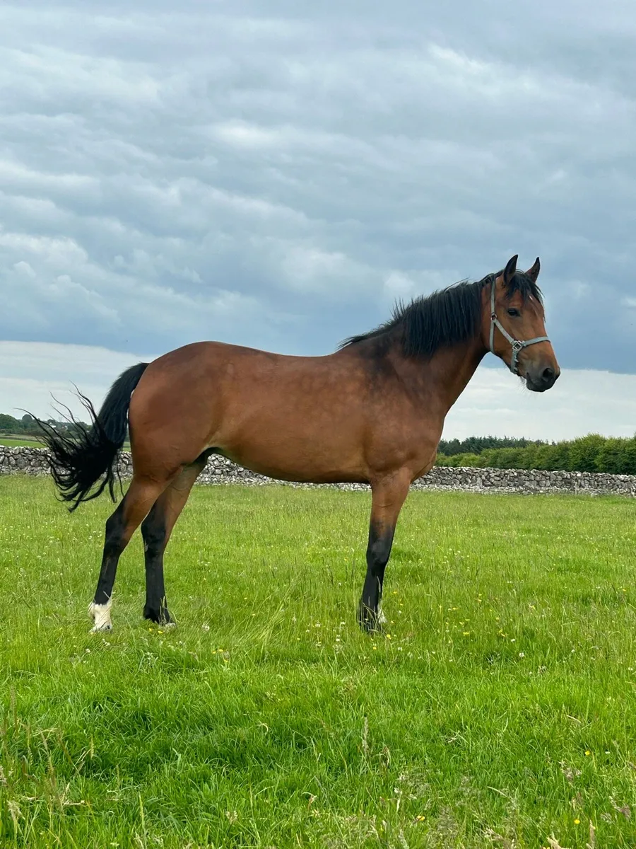 Rid mare - Image 2